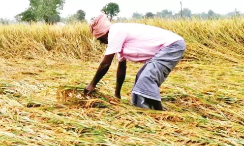 டெல்டா மாவட்டங்களில் திடீர் மழையால் நெற்பயிர்கள் சேதம்- தமிழகத்துக்கு மத்தியக்குழு வருகை