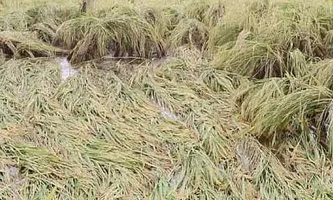 டெல்டா பகுதிகளில் மழையால் ஏற்பட்டுள்ள பயிர் பாதிப்புகளை ஆய்வு செய்ய மத்திய குழு இன்று வருகை