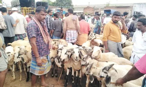 அய்யலூர் சந்தைக்கு விற்பனைக்கு கொண்டு வரப்பட்ட செம்மறி ஆடுகள்.