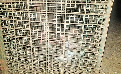 கோதநல்லூர் அருகே குடியிருப்புகளுக்குள் புகுந்த குரங்குகளை கூண்டு வைத்து பிடித்த வனத்துறையினர் பாதுகாப்பான வன பகுதியில் கொண்டு விடப்பட்டது