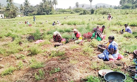 வெங்காய அறுவடை பணியில் ஈடுபட்டுள்ள விவசாயிகள்.