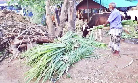 மாடுகளுக்கு தீனியாக கரும்பு சோகையை வழங்கும் விவசாயி.