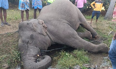 ராயக்கோட்டை அருகே மின்சாரம் தாக்கி யானை பலி