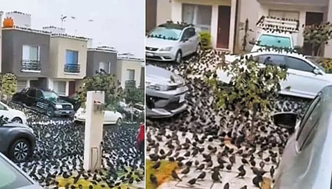 ஜப்பானில் விசித்திர நிகழ்வு- தீவு முழுவதும் சூழ்ந்த ஆயிரக்கணக்கான காகங்கள்: இயற்கை பேரழிவுக்கான அறிகுறியா?