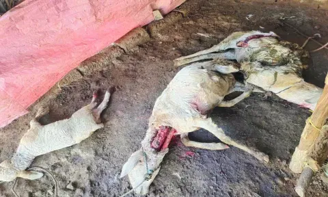 மர்ம விலங்கு கடித்து இறந்து கிடக்கும் ஆடுகள்.