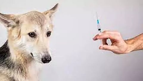 கால்நடை மருந்தகங்களில் வெறிநாய் தடுப்பூசி தட்டுப்பாடு