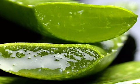 கற்றாழையின் மருத்துவ குணங்கள்