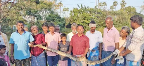 மீன் பிடிப்பதற்காக வைக்கப்பட்ட வலையில் சிக்கிய 8 அடி நீளமுள்ள மலைப்பாம்பு.