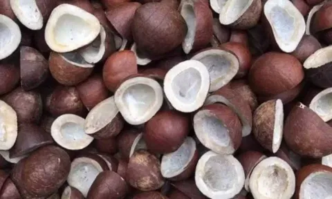 முத்தூா் ஒழுங்குமுறை விற்பனைக்கூடத்தில்  3.50 டன் தேங்காய்,கொப்பரை விற்பனை