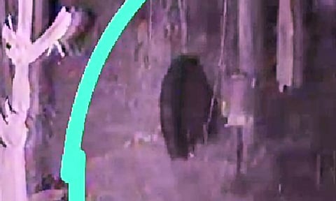 கேமராவில் பதிவான கரடியின் உருவம்.