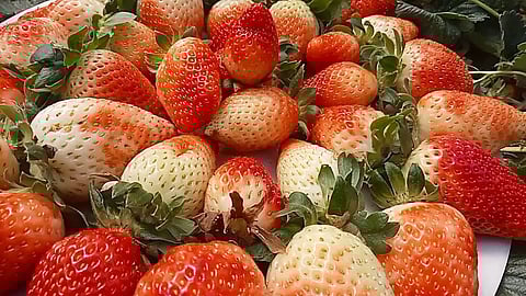 கோத்தகிரியில் ஸ்ட்ராபெரி பழங்கள் சாகுபடி அதிகரிப்பு