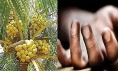 மரத்தில் இருந்து தவறி விழுந்து தொழிலாளி சாவு