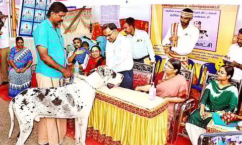 செல்லப்பிராணிகள் கண்காட்சியை கலெக்டர் மகாபாரதி பார்வையிட்டார்.