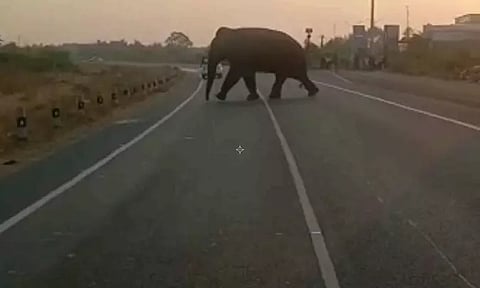 வனத்தை விட்டு வெளியேறி ஊருக்குள் சுற்றிய மக்னா யானை- 40 கி.மீ பயணித்து மதுக்கரை வனப்பகுதிக்கு வந்தது