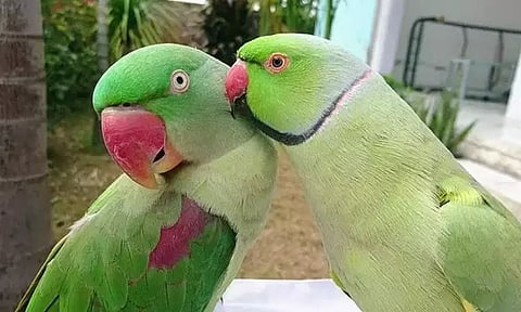 பூதப்பாண்டி அருகே வீட்டில் பச்சை கிளி வளர்த்தவருக்கு ரூ.20 ஆயிரம் அபராதம்