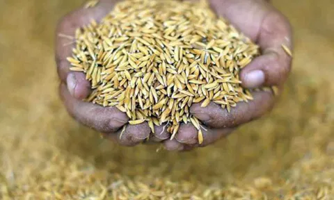 நெல்லின் ஈரப்பதம் அளவை 20 சதவீதமாக உயர்த்தி மத்திய அரசு அனுமதி- விவசாயிகள் மத்தியில் பெரும் வரவேற்பு