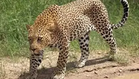 சிறுத்தை புலி நடமாட்டம் இல்லாததால் வனத்துறையினர் முகாமை காலி செய்ய முடிவு