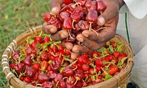 ராமநாதபுரம் குண்டு மிளகாய்.