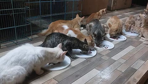 பிரியாணி கடைகளில் ஆட்டிறைச்சியுடன் கலந்து விற்பனை- சென்னையில் பிடிபட்ட பூனைகள் தனியார் காப்பகத்தில் ஒப்படைப்பு