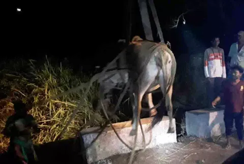 குருந்தமலை அருகே குடிநீர் வால்வு தொட்டியில் விழுந்த பசு மாடு மீட்பு