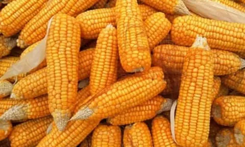 கோப்புபடம்.&nbsp;