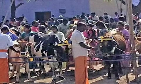 உடுமலை நாககாமாட்சியம்மன் கோவிலில் கோமாதா பூஜை