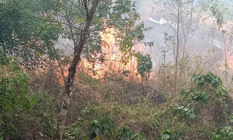 காட்டு பகுதியில் பற்றி எரியும் தீ.