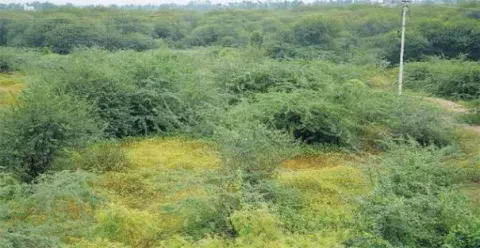 சீமைக்கருவேல மரங்களை வெட்ட நடவடிக்கை எடுக்கப்பட்டு வருகிறது