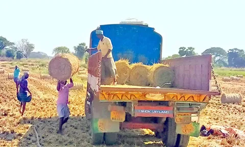 வைக்கோல்கள் சேகரித்து லாரிகளில் எடுத்து செல்லும் வெளியூர் வியாபாரிகள்.