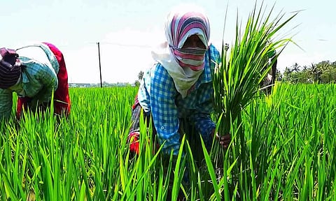 கோப்புபடம்.