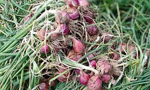 கோப்புபடம்.