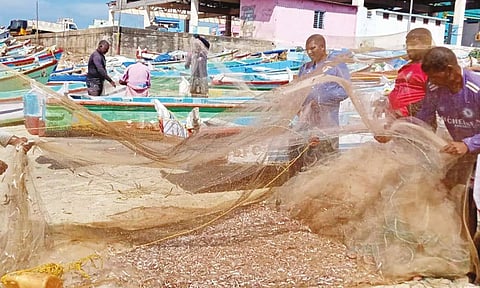 நெத்திலி மீன் சேகரித்தவர்களை காணலாம்