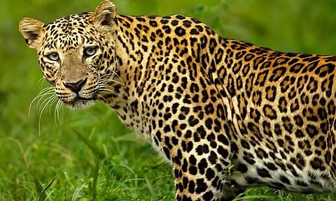 மாஞ்சோலையில் சிறுத்தை தாக்கியதில் பெண் தொழிலாளி காயம்