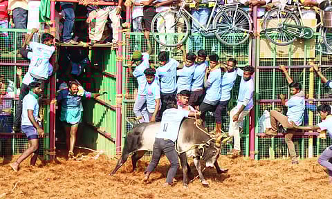 தஞ்சை மாதாக்கோட்டை ஜல்லிக்கட்டில் சீறிப்பாய்ந்து வந்த காளைகளின் திமிலை பிடித்து அடக்கிய வீரர்கள்