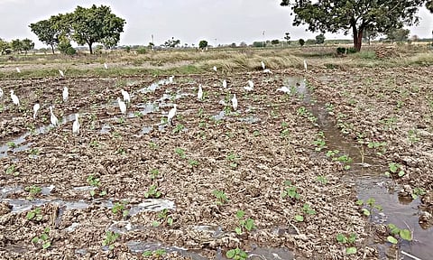 அபிராமம் பகுதியில் உள்ள வயல்களில் இரை தேடும் பறவைகள்.&nbsp;