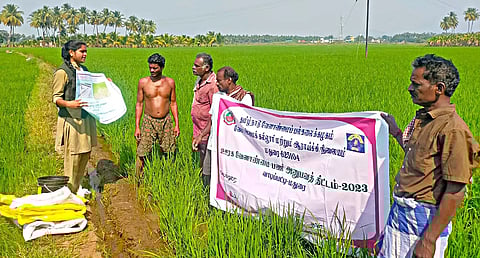 நெல் சாகுபடி செயல் விளக்கம்