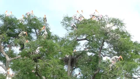 இனப்பெருக்கத்திற்காக குவிந்துள்ள வெளிநாட்டு பறவைகள்