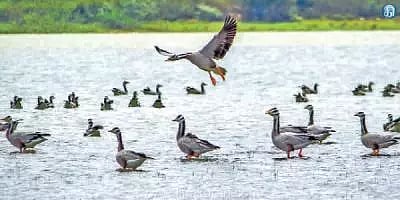 காப்பு காடுகளில் 2-ம் கட்டமாக பறவைகள் கணக்கெடுப்பு