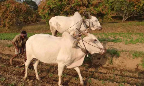 கோப்புபடம்.