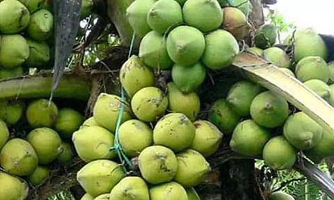 கோப்புபடம்.