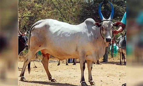 பழையகோட்டை மாட்டுச்சந்தையில் ரூ.65 ஆயிரத்துக்கு விற்பனையாக காங்கேயம் இன மயிலை வகை பசு.