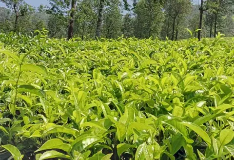 தேயிலை செடிகளுக்கு ஸ்பிரிங்லர் மூலம் தண்ணீர் தெளிப்பு