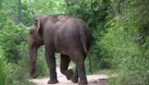 கருப்பன் யானையால் மீண்டும் நிம்மதியை இழந்த மக்கள்