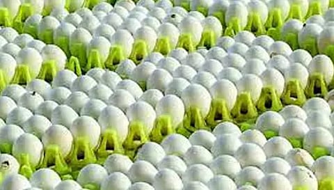 சங்கத்தில் உறுப்பினர்களாக உள்ளவர்களுக்கு மட்டுமே முட்டை விற்பனை செய்ய முடிவு