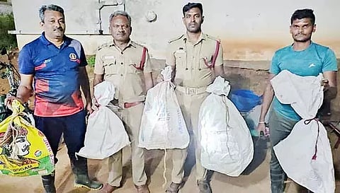 ஒரே வீட்டில் பிடிபட்ட 6 கொம்பேறி மூக்கன் பாம்புகள்