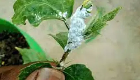 மாவு பூச்சியை உயிரியல் முறையில் கட்டுப்படுத்தும் வழிமுறை