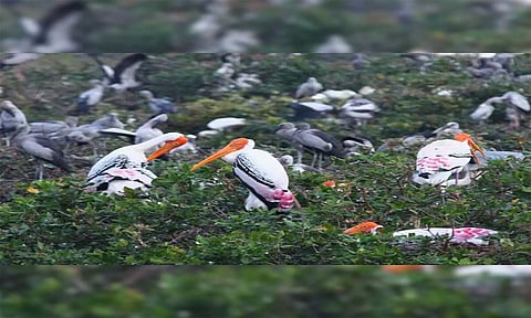 வேடந்தவாடி ஏரியில் குவியும் வெளிநாட்டு பறவைகள்