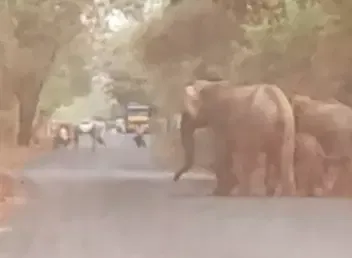 சாலையில் நின்ற யானைக்கூட்டத்தால் வாகன ஓட்டிகள் அச்சம்