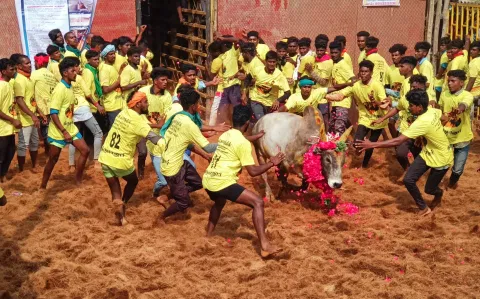 திருமானூரில் ஜல்லி கட்டு