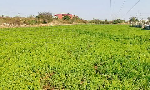 சூளகிரி அருகே கொல்லப்பள்ளி பகுதியில் விவசாயிகள் அதிக அளவு கேரட் பயிரிட்டுள்ளனர். இதில் செழித்து வளர்ந்துள்ள கேரட் பயிர்களை படத்தில் காணலாம்.